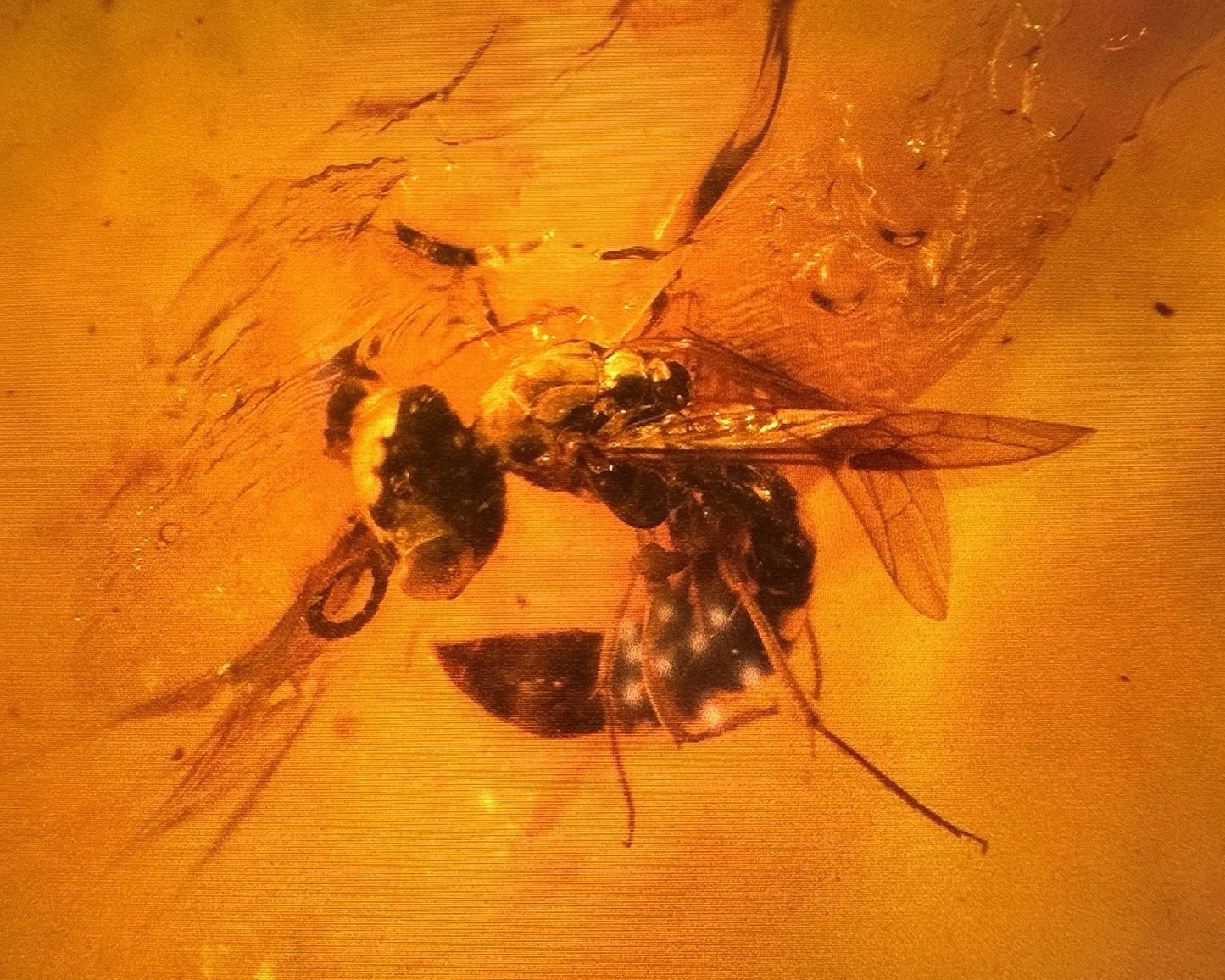 Wasp Fossil Insect Inclusion in Burmese Burmite Amber