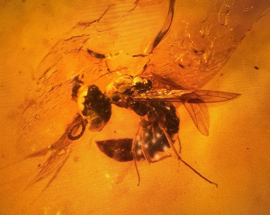 Wasp Fossil Insect Inclusion in Burmese Burmite Amber