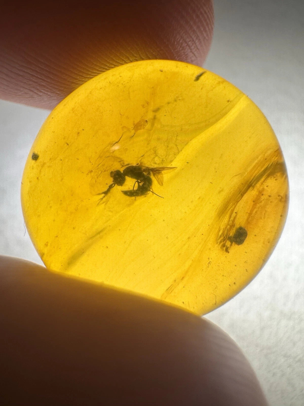 Wasp Fossil Insect Inclusion in Burmese Burmite Amber