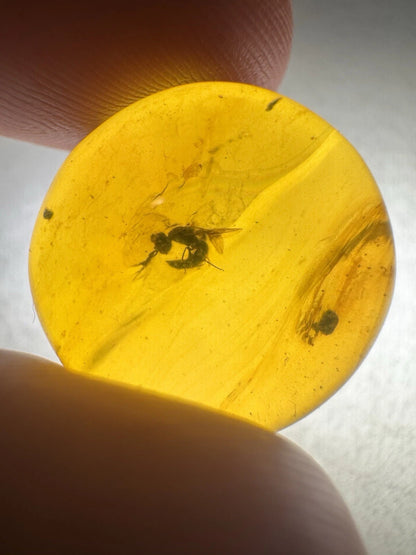 Wasp Fossil Insect Inclusion in Burmese Burmite Amber