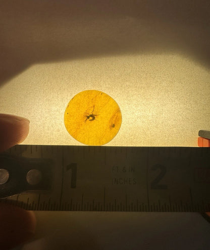 Wasp Fossil Insect Inclusion in Burmese Burmite Amber